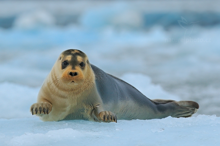 Tuleň vousatý (Erignathus barbatus)