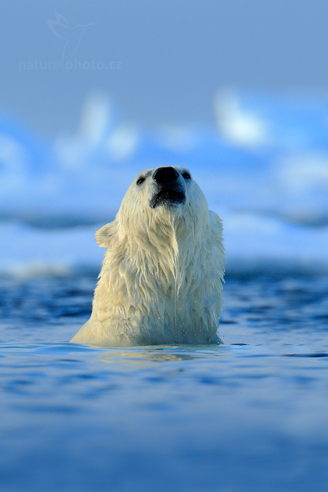 Medvěd lední (Ursus maritimus)