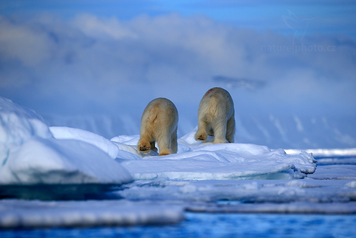 Medvěd lední (Ursus maritimus)