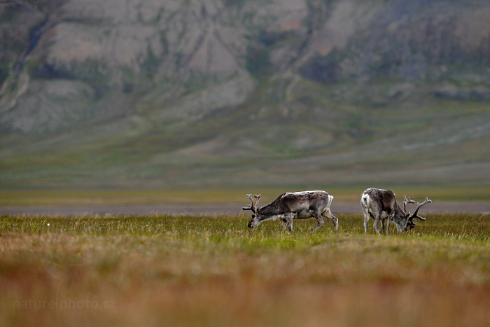 Sob polární  (Rangifer tarandus)