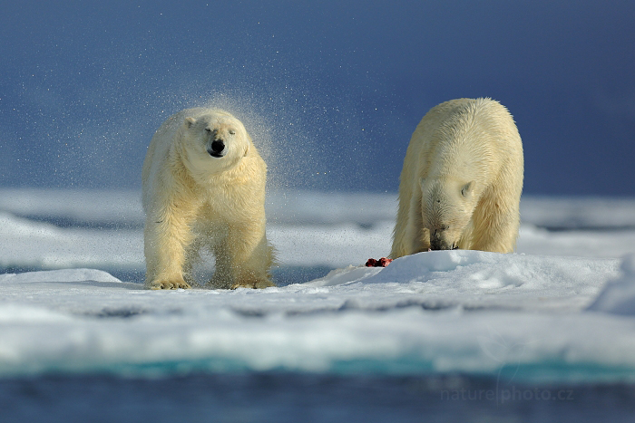 Medvěd lední (Ursus maritimus)