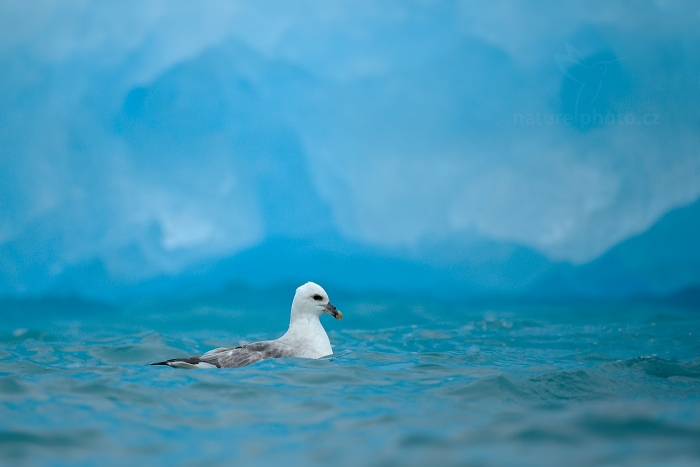 Buřňák lední (Fulmarus glacialis)