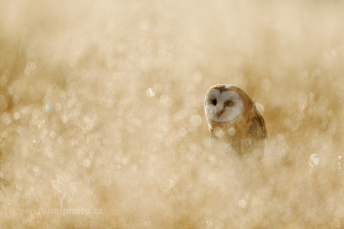 Sova pálená (Tyto alba)
