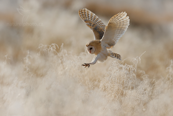 Sova pálená (Tyto alba)
