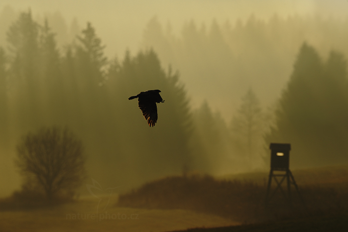 Káně lesní (Buteo buteo)