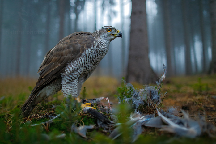 Jestřáb lesní (Accipiter gentilis)