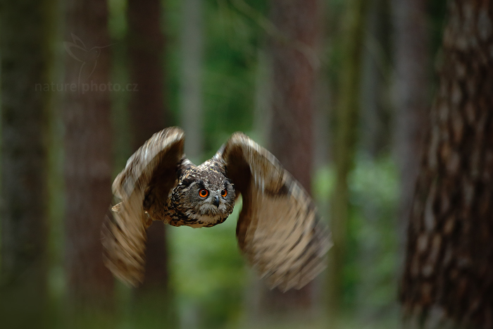 Výr velký (Bubo bubo)