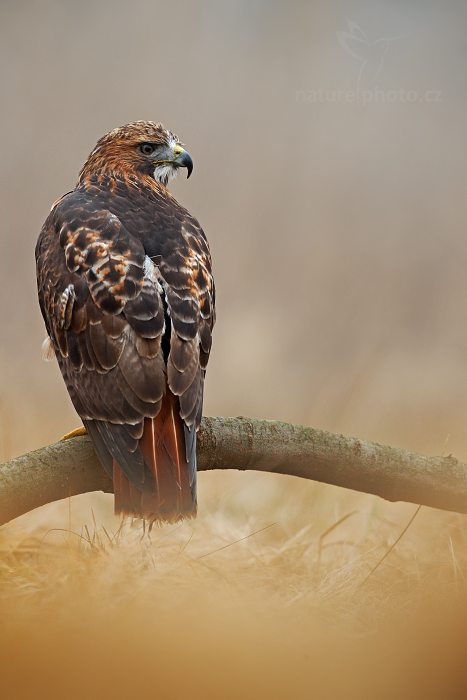 Káně rudochvostá (Buteo jamaicensis)