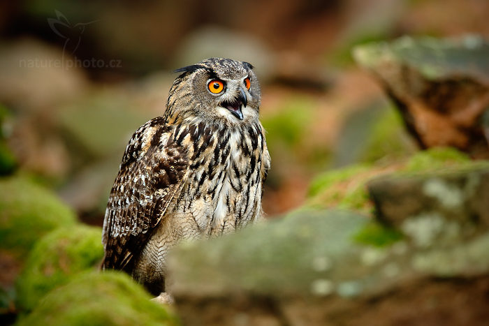 Výr velký (Bubo bubo)