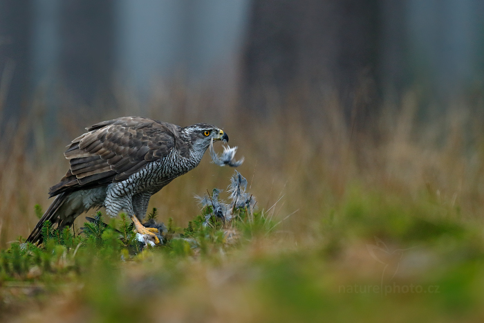 Jestřáb lesní (Accipiter gentilis)