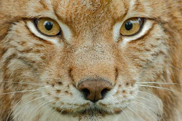 Rys ostrovid (Lynx lynx)