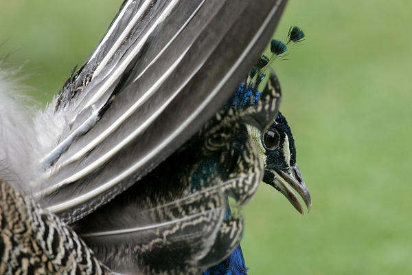 Páv korunkatý (Pavo cristatus)