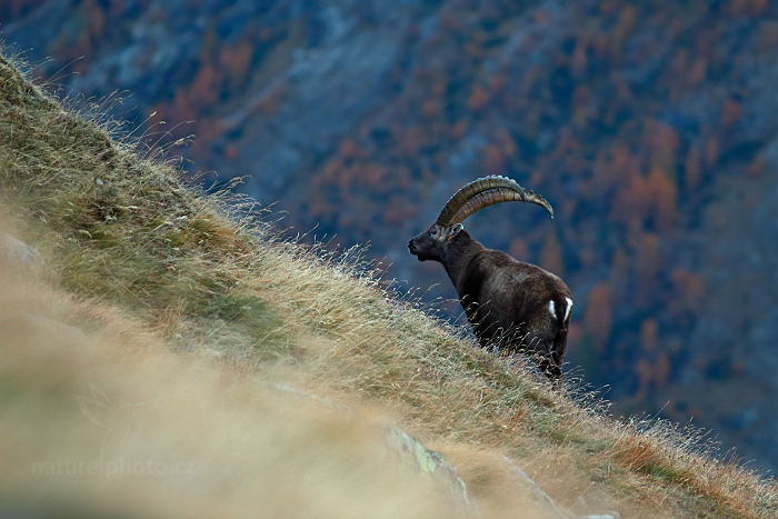Kozorožec alpský (Capra ibex ibex) 