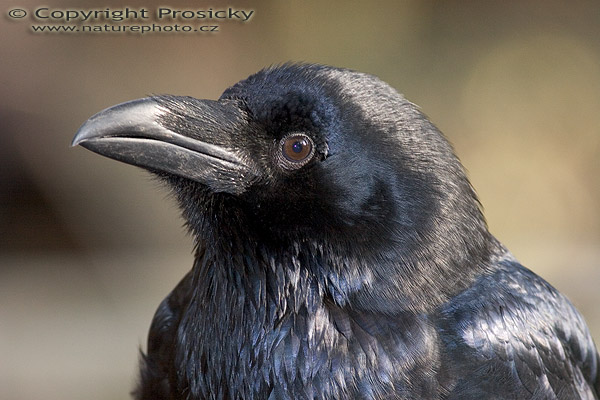 Krkavec velký (Corvus corax)