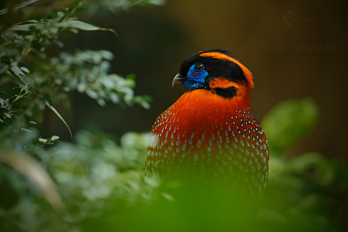 Satyr Temminckův (Tragopan temminckii)