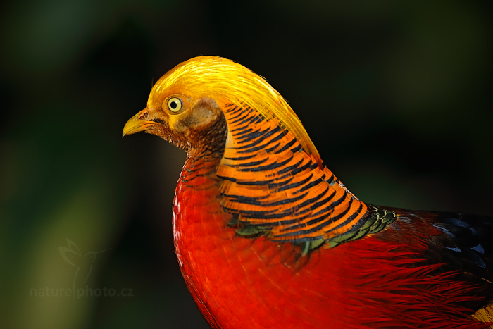 Bažant zlatý (Chrysolophus pictus)