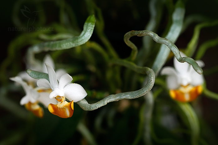Orchidej Phalaenopsis lobbii