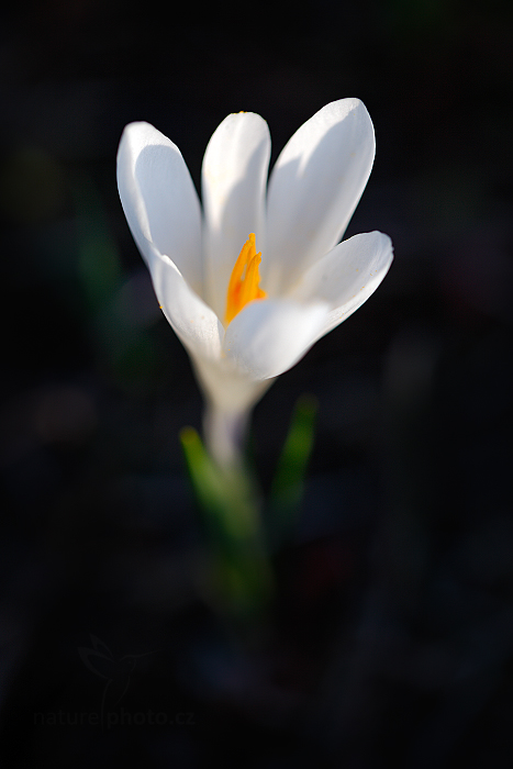 Šafrán bělokvětý (Crocus albiflorus)