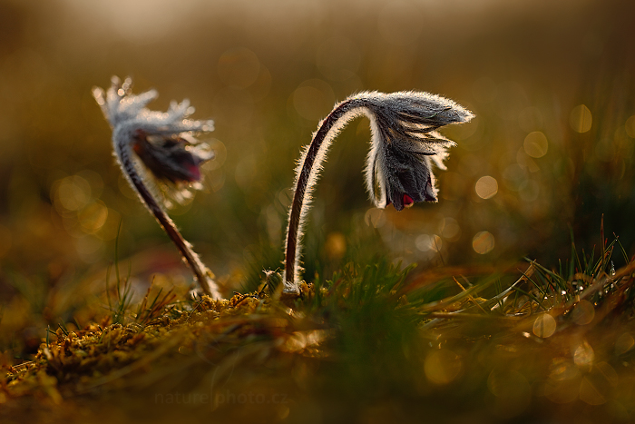 Koniklec luční český (Pulsatilla pratensis)