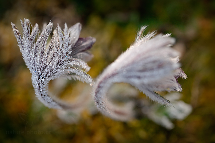 Koniklec luční český (Pulsatilla pratensis)