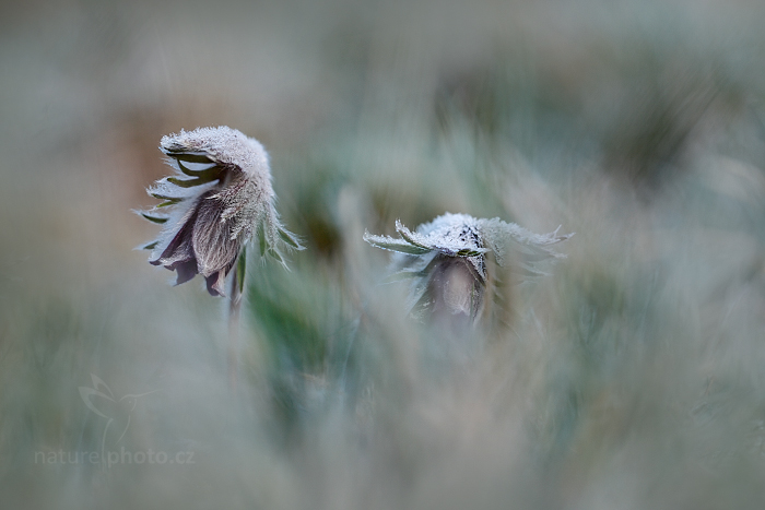 Koniklec luční český (Pulsatilla pratensis)