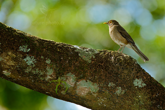 Drozd olivovohnědý (Turdus nudigenis)