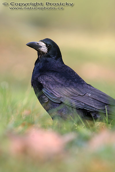 Havran polní (Corvus frugilegus)