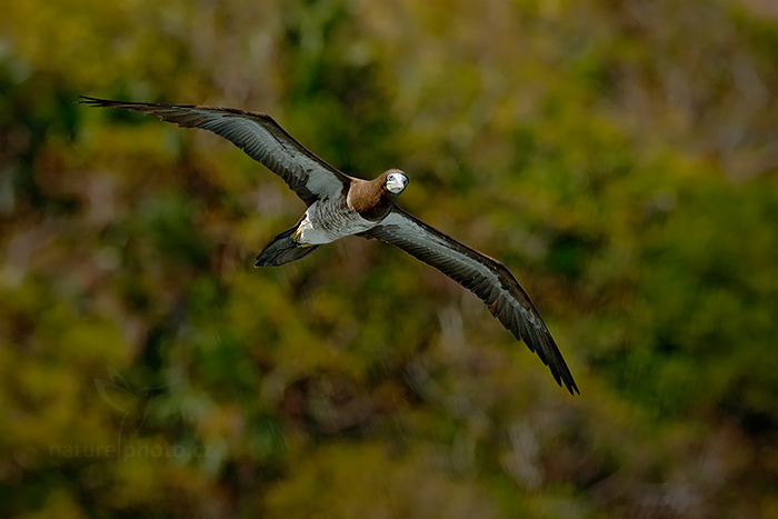 Terej žlutonohý (Sula leucogaster)