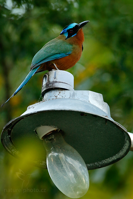 Momot trinidadský (Momotus bahamensis)