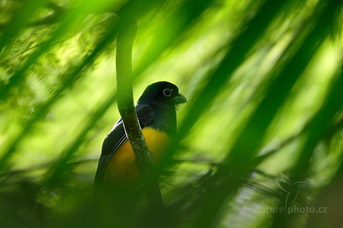 Trogon zelenohřbetý (Trogon viridis)