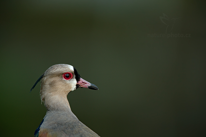 Čejka jihoamerická (Vanellus chilensis)