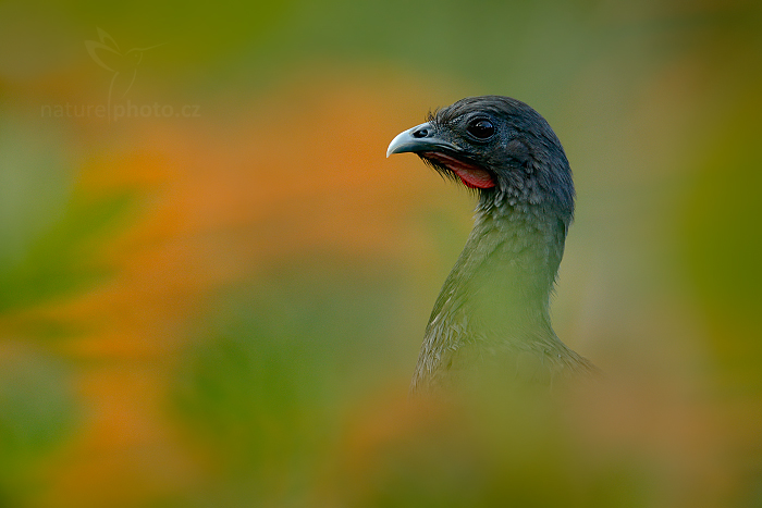 Čačalaka rudořitá (Ortalis ruficauda)