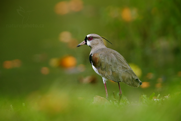 Čejka jihoamerická (Vanellus chilensis)