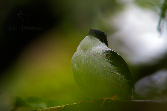 Pipulka bělobradá (Manacus manacus)