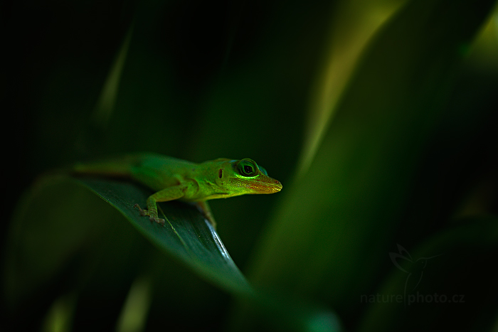 Anolis trinitatis 