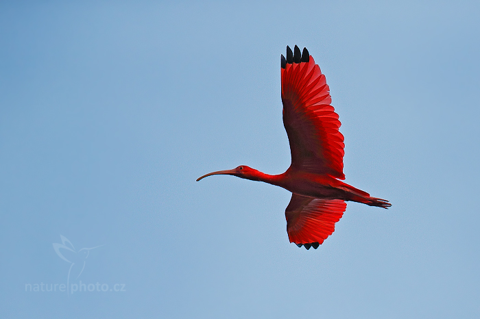 Ibis rudý (Eudocimus ruber)