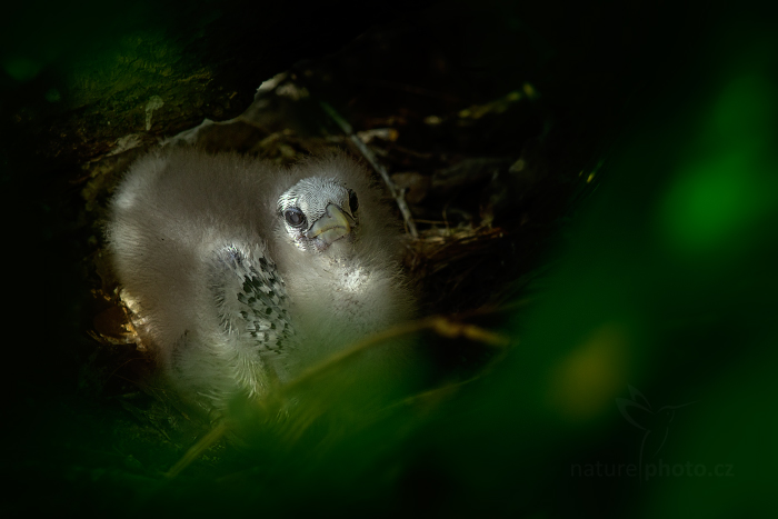 Faeton červenozobý (Phaethon aethereus)