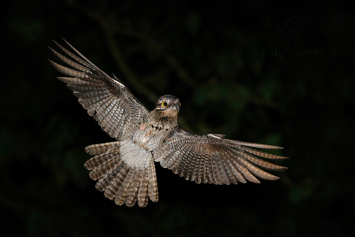 Potu obecný (Nyctibius griseus)