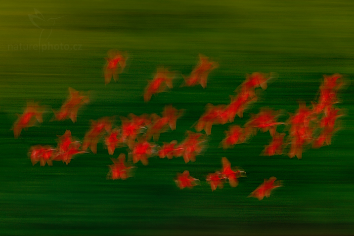 Ibis rudý (Eudocimus ruber)