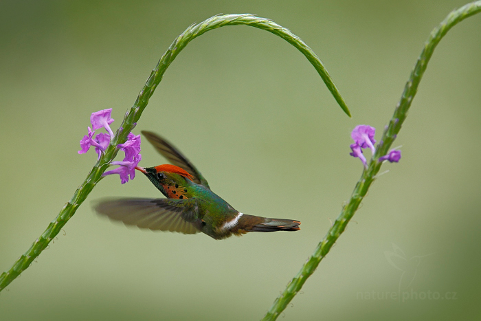 Kolibřík ozdobný (Lophornis ornatus)