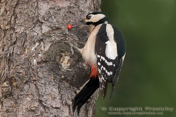 Strakapoud velký (Dendrocopos major)