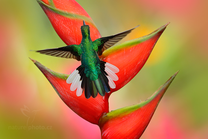 Kolibřík běloocasý (Campylopterus ensipennis)