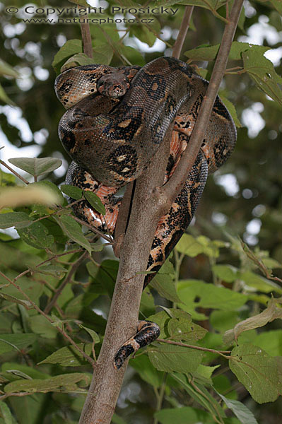Hroznýš královský (Boa constrictor)