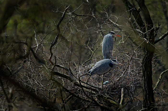 Volavka popelavá (Ardea cinerea)