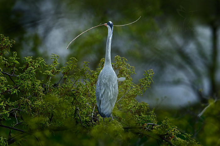 Volavka popelavá (Ardea cinerea)