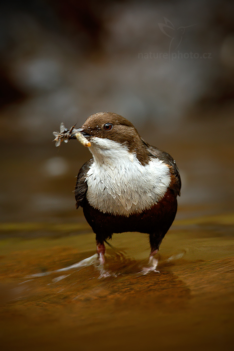 Skorec vodní (Cinclus cinclus)