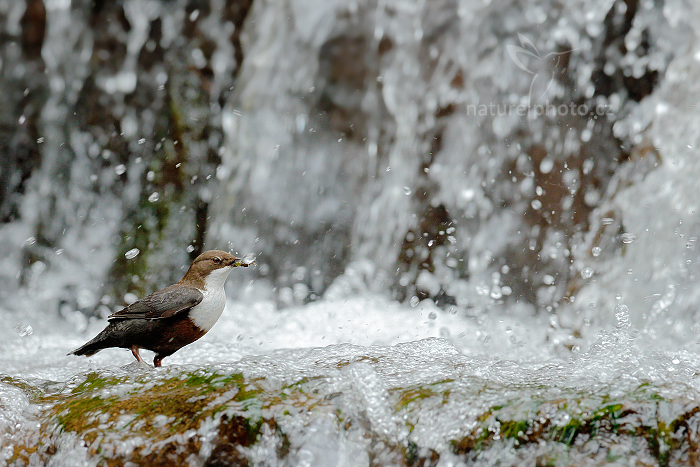 Skorec vodní (Cinclus cinclus)