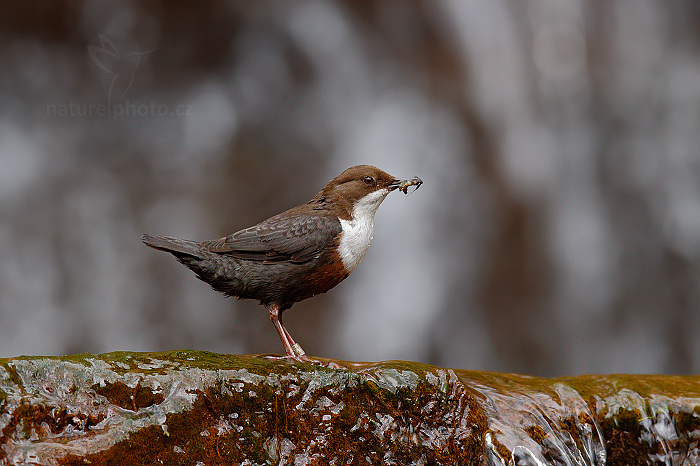 Skorec vodní (Cinclus cinclus)