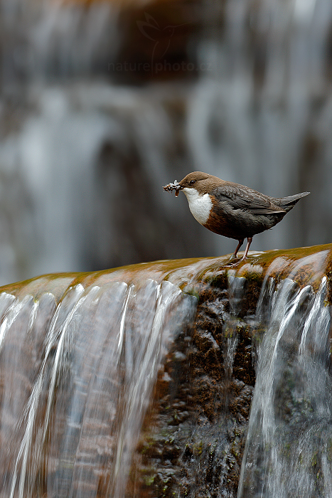 Skorec vodní (Cinclus cinclus)