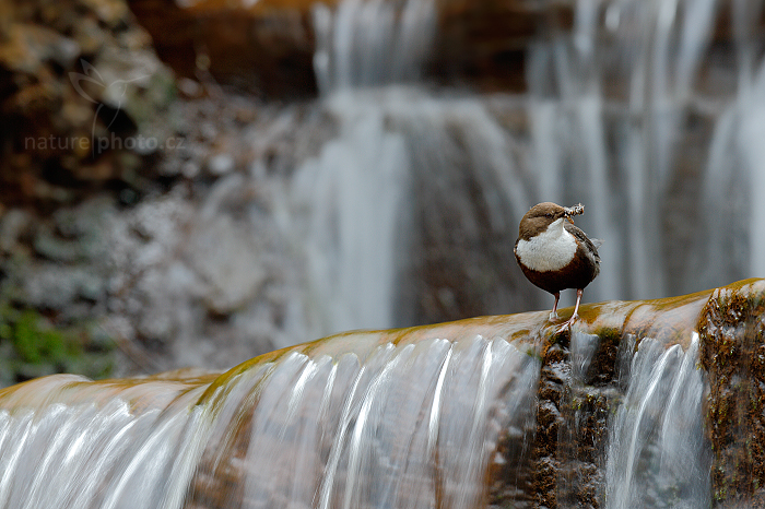 Skorec vodní (Cinclus cinclus)